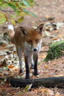 07-4015 Red Fox (Vulpes vulpes)